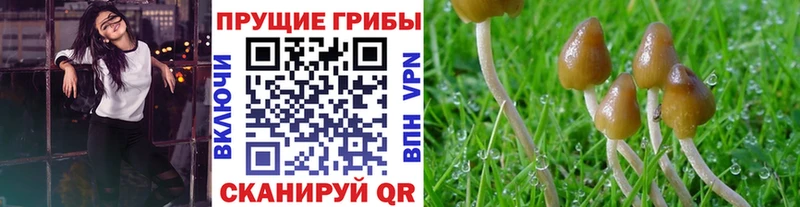 OMG зеркало  наркотики  Власиха  Псилоцибиновые грибы GOLDEN TEACHER 
